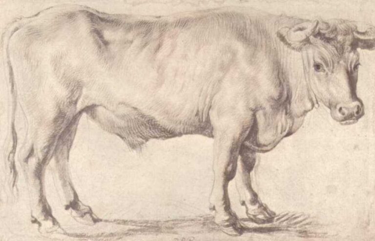Profile drawing of a standing bull by Rubens, head turned slightly toward the viewer, modeled with soft black-chalk hatching; solid body, dewlap folds, and planted hooves set against a plain toned ground.
