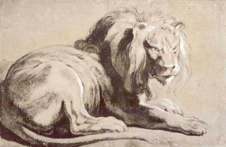 Rubens drawing of a reclining lion, forepaws crossed and head turned toward the viewer, modeled with dark chalk, wash, and white heightening that emphasize the mane, ribcage, and intense gaze.