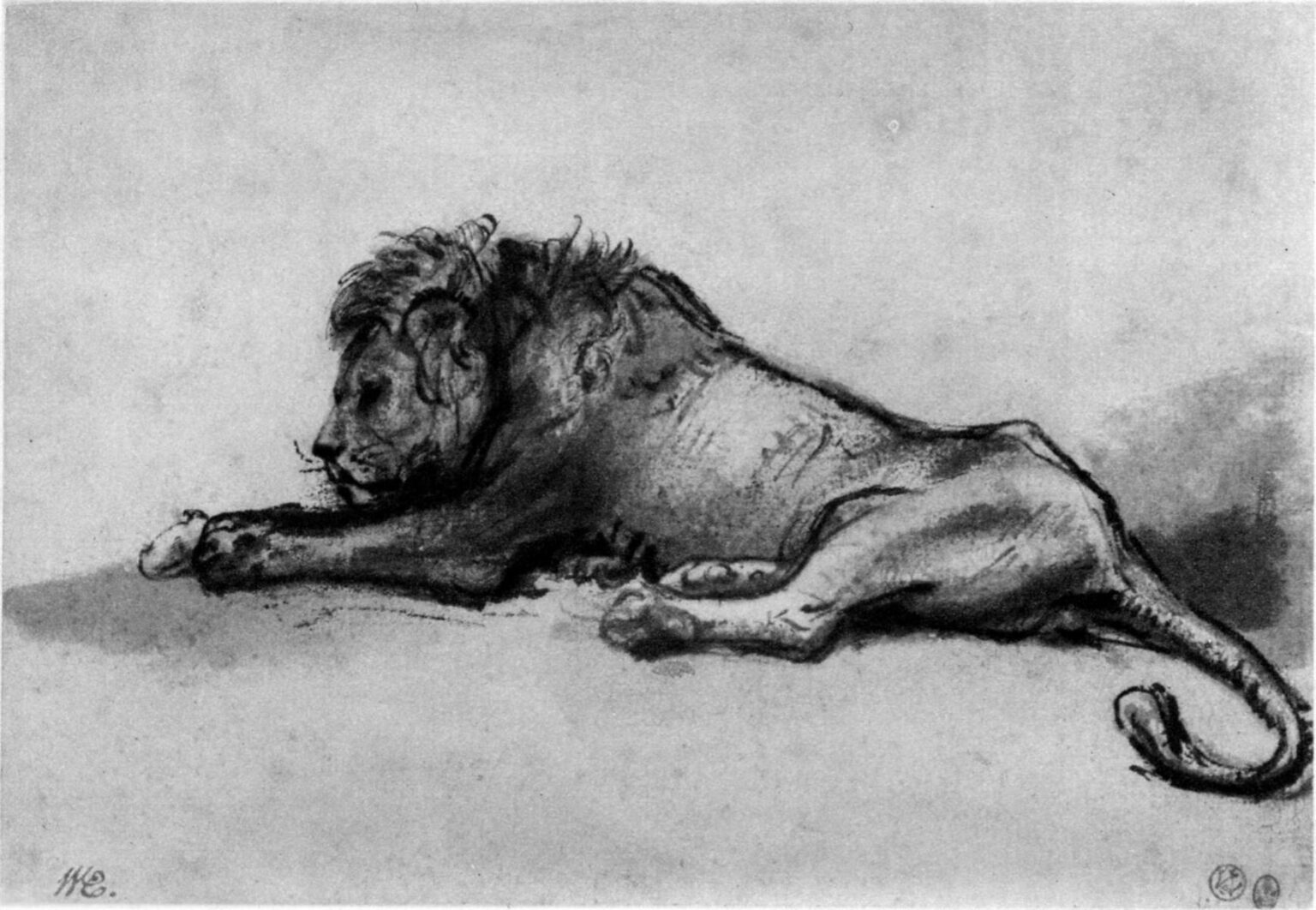 Chalk-and-wash drawing of a male lion lying in profile, head lowered to an outstretched forepaw, body arcing to a curled tail, rendered with economical lines and soft tonal washes against a largely empty ground.