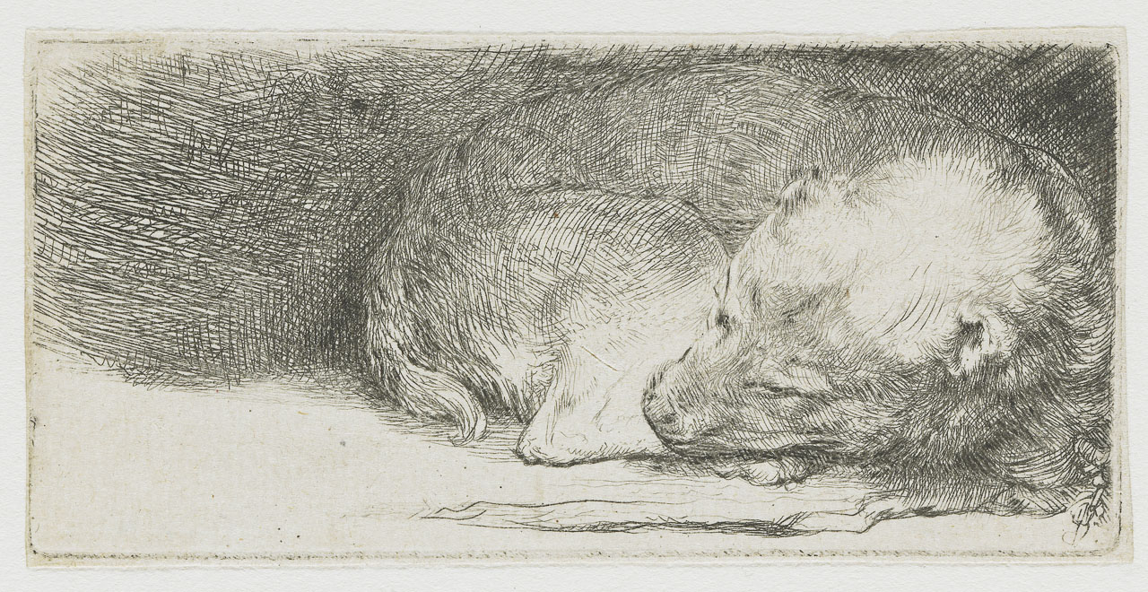 Small black-and-white etching by Rembrandt showing a puppy curled tightly asleep, head resting on its forepaws, tail wrapped toward the muzzle, and dense cross-hatching forming a dark background that shelters the softly lit body.