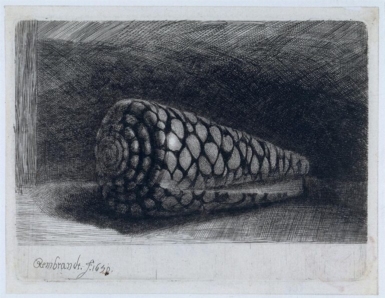 Rembrandt etching of a large cone shell resting on a flat surface, illuminated from the left and surrounded by dense cross-hatched darkness, with the shell’s spiral and netted pattern rendered in rich lines.